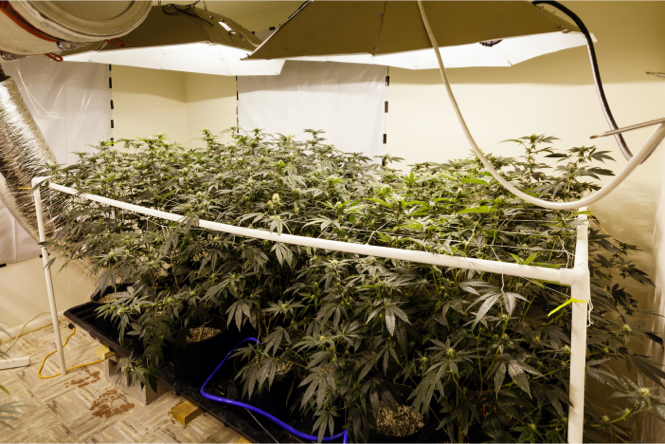 Cultivos ilegales de marihuana