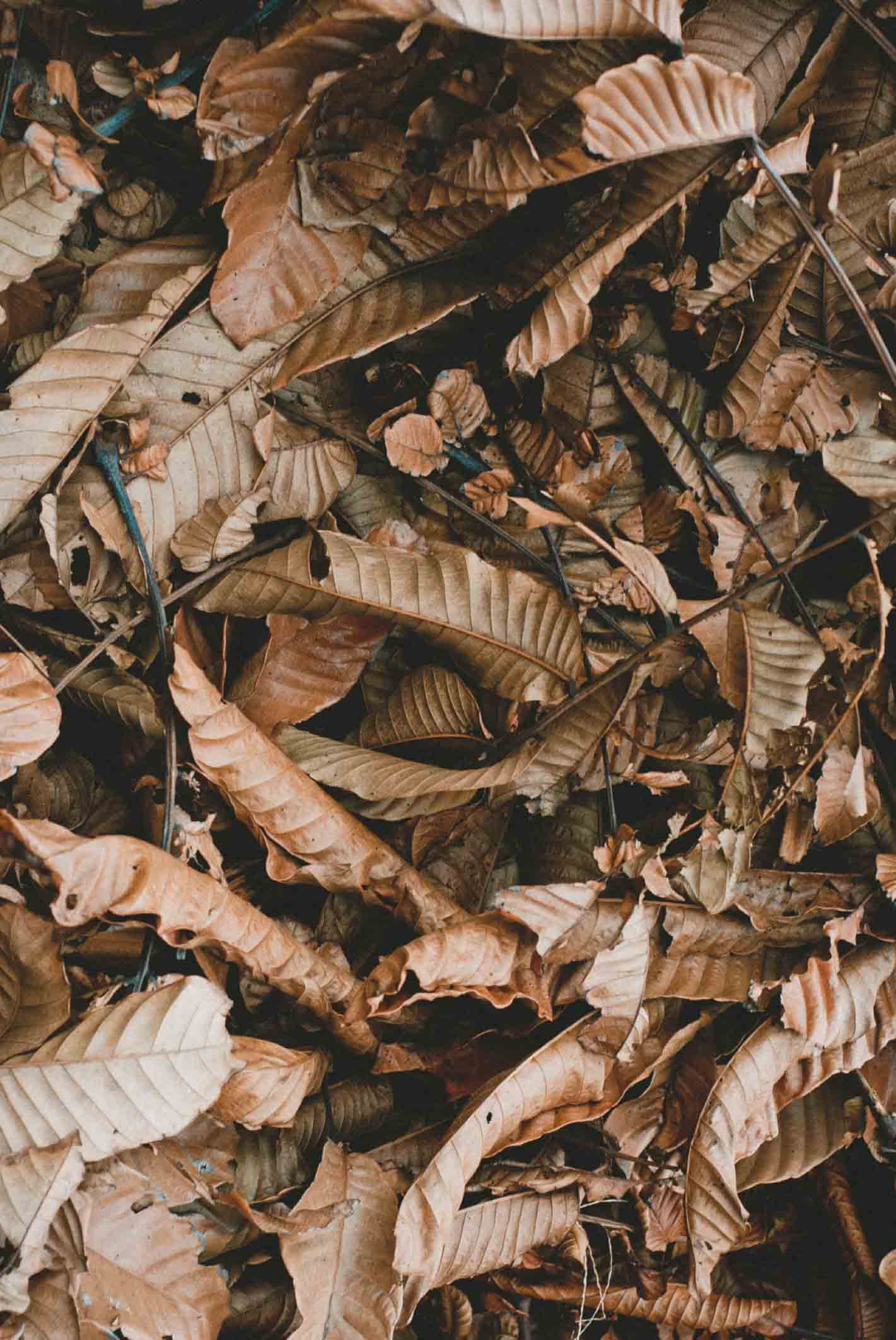 Textura hojas otoño