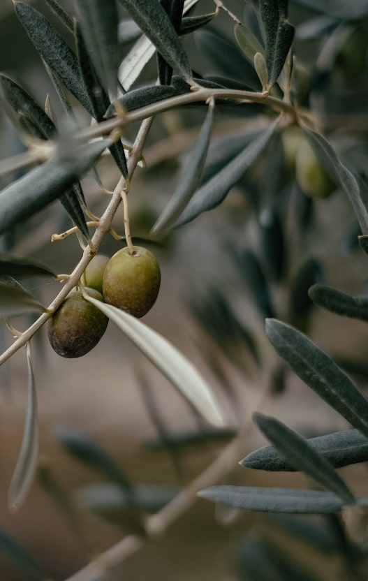 Imagen de recurso de un olivo de cerca