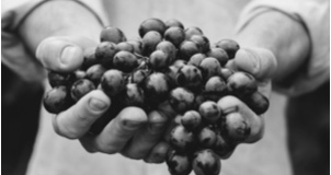 Enlace a: Cómo conocer las distintas uvas y el vino que se elabora con ellas