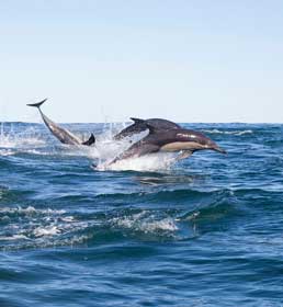Entre delfines