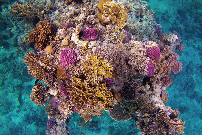 Corales donde se desarrolla vida marina