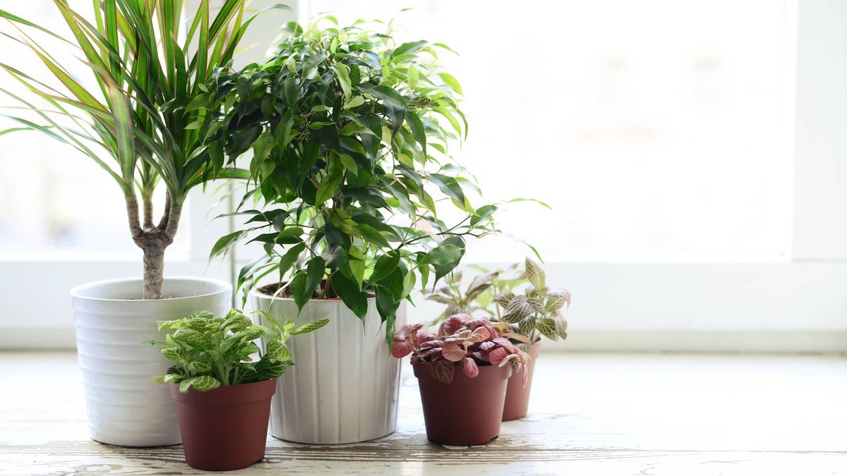 Contaminación: Las mejores plantas para purificar el aire de tu casa, según  la NASA