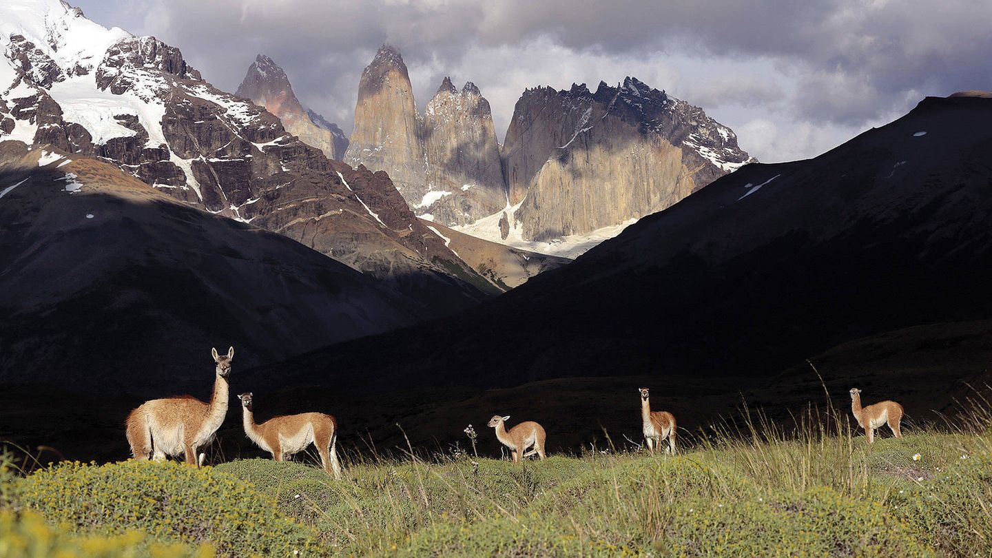 La Patagonia (Argentina): Los "Señores del oro blanco". // Guanacos. Guanacos-los-curiosos-camelidos-salvajes-de-la-patagonia