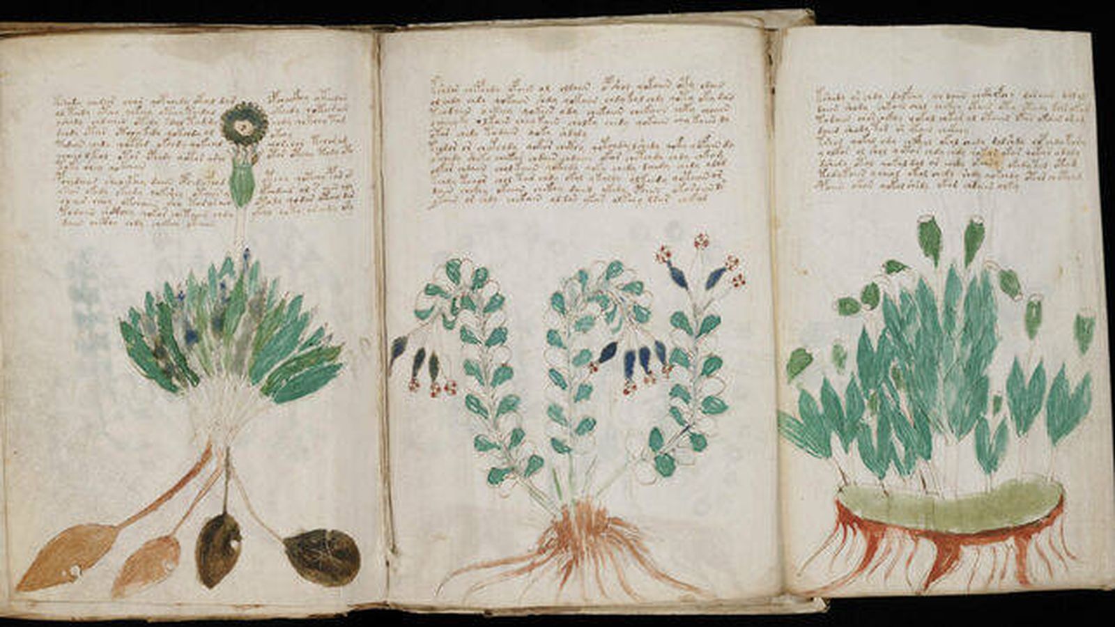 Historia: El misterio del manuscrito Voynich: lo que se ha descubierto