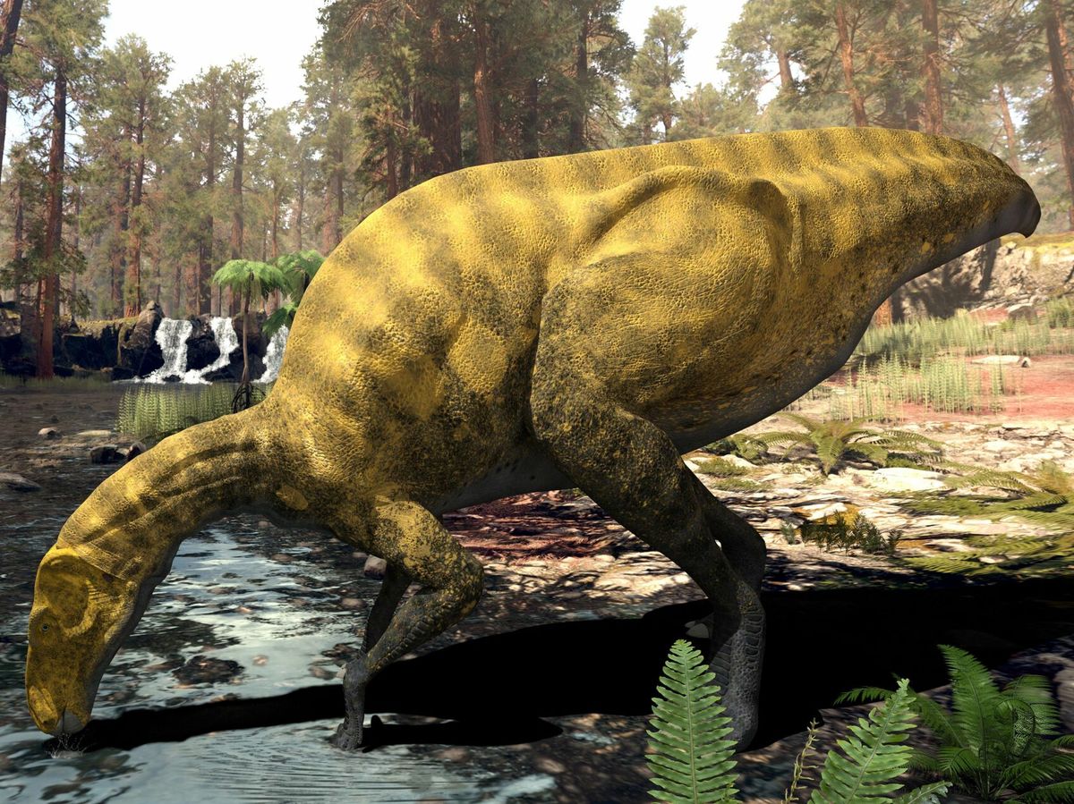 Photo: Recreation of the new dinosaur, similar to an 'Iguanodon'.  (EFE)