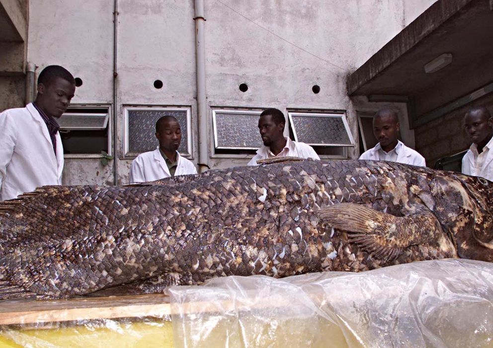 Foto: Un grupo de investigadores keniatas posan junto a un celacanto capturado en sus costas en 2001. (Reuters)