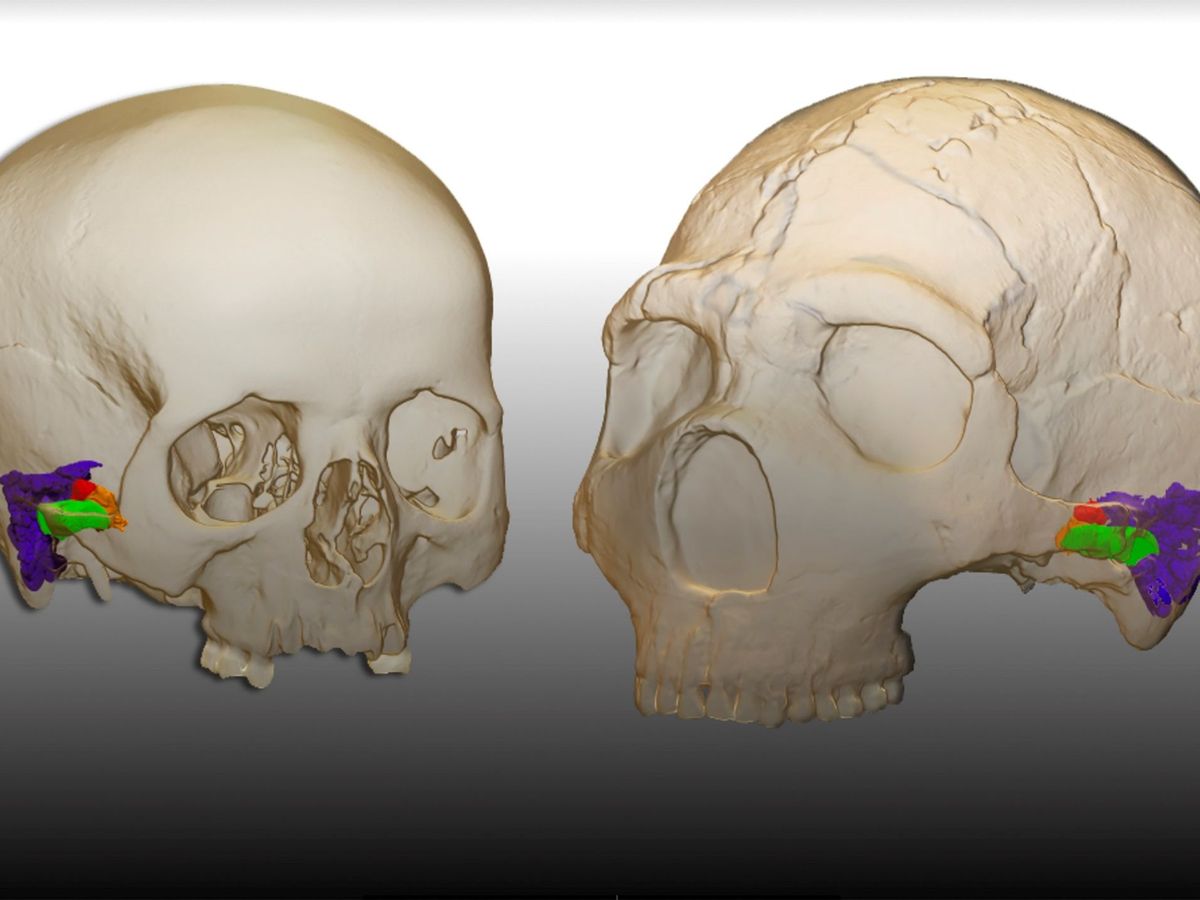 Photo: The location of new remains of Neanderthal specimens helps their understanding and definition (EFE)