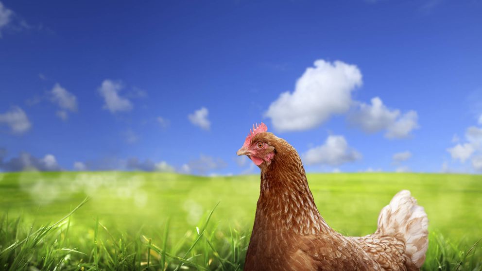¿Son los huevos de gallinas criadas en libertad más ricos, saludables y éticos?
