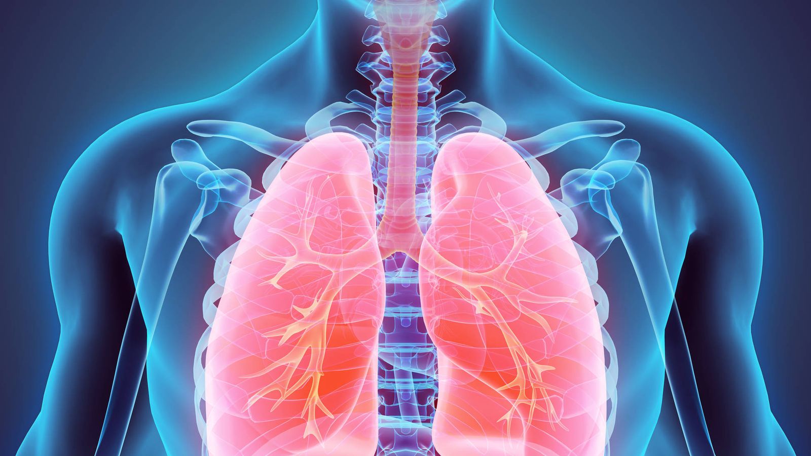 Resultado de imagen de pulmones