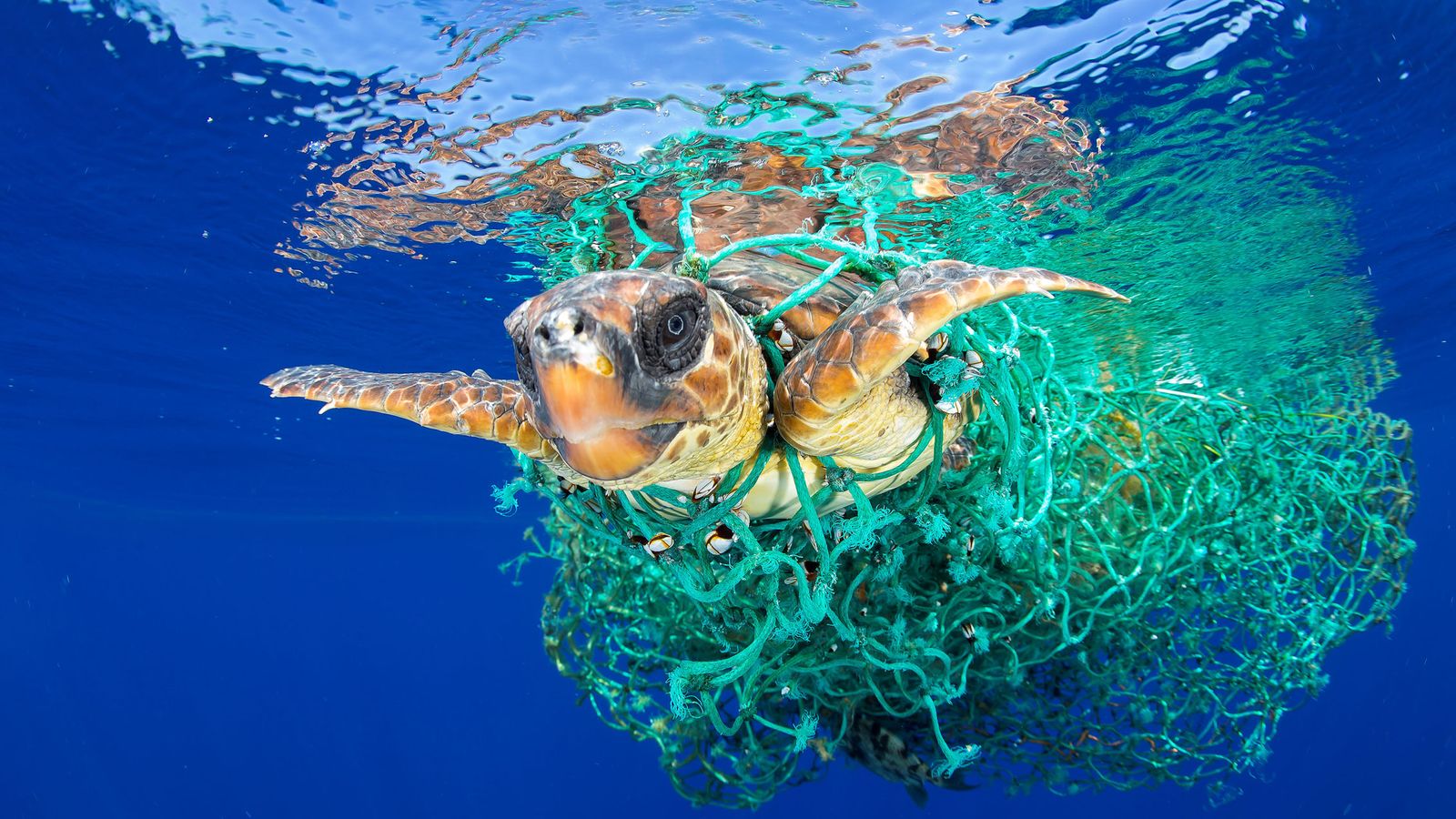 Animales: El plástico inunda nuestros océanos: todas las tortugas están contaminadas
