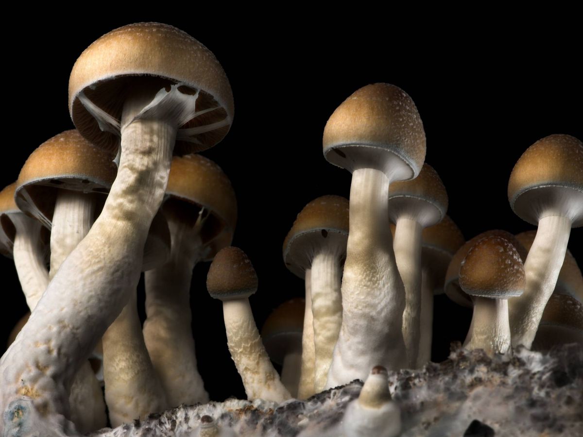 Crecen hongos alucinógenos en las venas de un hombre después de que se los inyectara