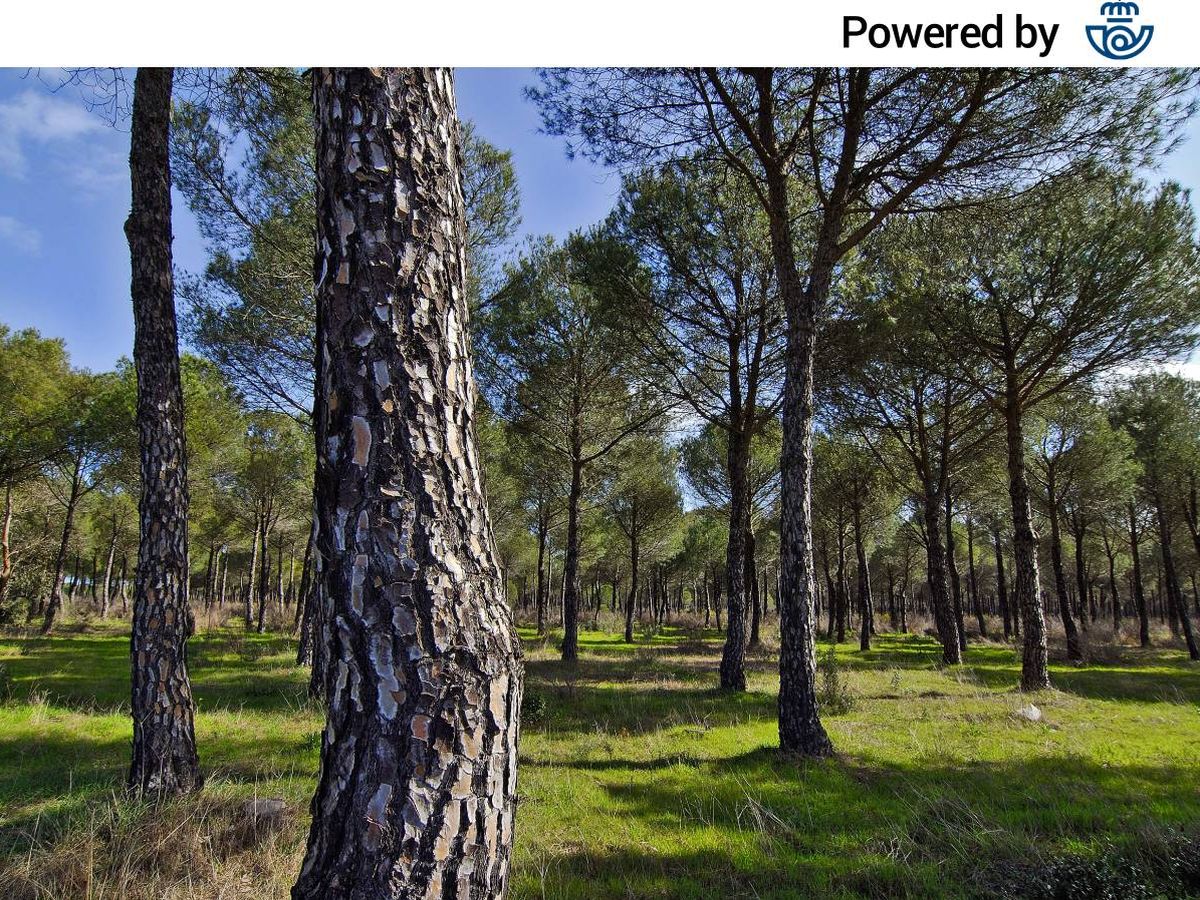 Foto:  Bosque mediterráneo en Doñana. (Jorge Sierra, WWF)