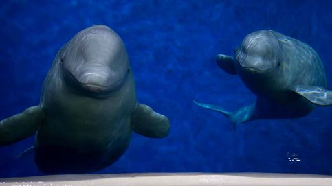 Rescatan a dos belugas de un acuario chino y las transportan 10.000 kilómetros hasta un santuario
