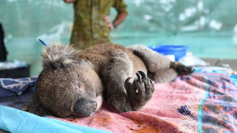Protestas contra el cambio climático y nuevo hogar de koalas rescatados: el día en fotos