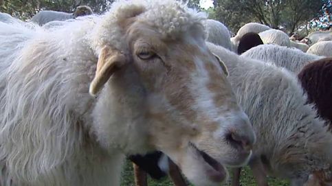 El 'Rebaño por el Clima': 300 ovejas limpiarán la Casa de Campo