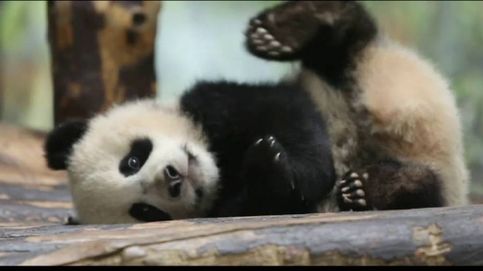 El ataque de hipo de un oso panda bebé en el zoo de Berlín