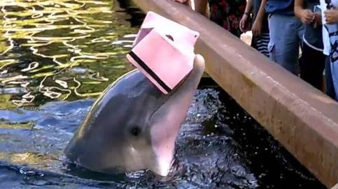 Un 'ladrón' marino: este delfín le roba el iPad a una mujer en el SeaWorld de Orlando