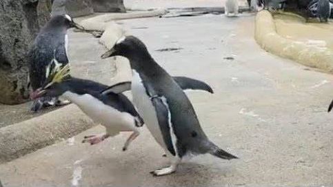 El vídeo viral de un pingüino que ha indignado a Frank Cuesta