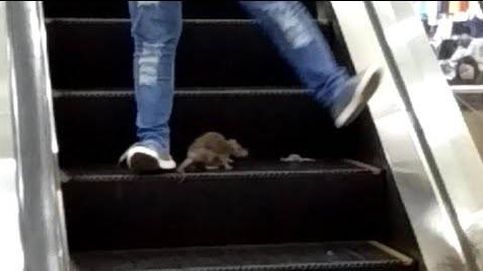 Así bloqueó una rata las escaleras mecánicas de un centro comercial