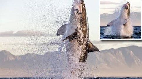 El instante en el que un gran tiburón blanco salta para cazar una foca