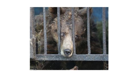 El zoo más triste del mundo está en Armenia