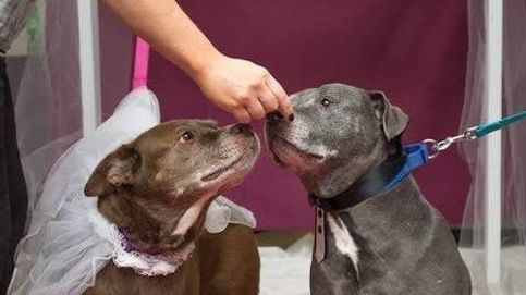 Dos perros se casan para que los adopten juntos