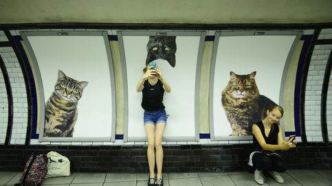Los gatos invaden el metro de Londres