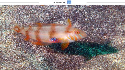 Pejepeine, el pez 'loro' que vive bajo las arenas marítimas