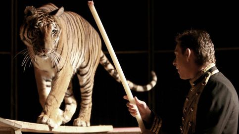 Un domador de circo junto a un tigre.