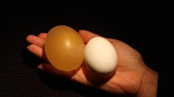 Foto: Un sencillo experimento con huevos y vinagre
