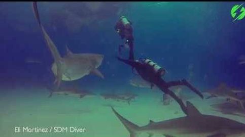 Un buceador se enfrenta a un tiburón tigre para salvar a su alumno