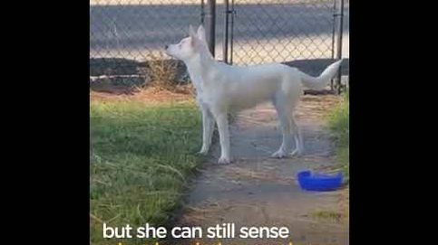 Esta perra es ciega y sorda... pero reconoce cuándo llega su dueño