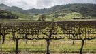 El Silicon Valley del vino: el gran negocio vinícola de Estados Unidos