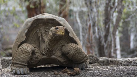 Una especie de tortuga podría recuperarse en las Galápagos después de 150 años extinta