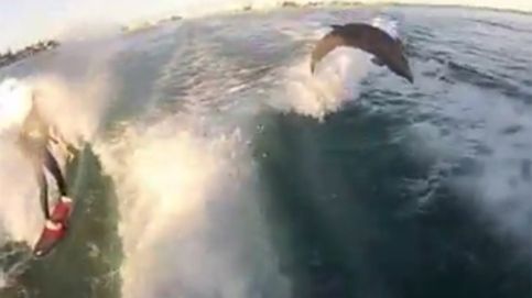 Surfeando entre delfines