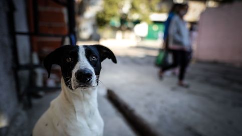 Los perros chilenos que se preparan para detectar el coronavirus
