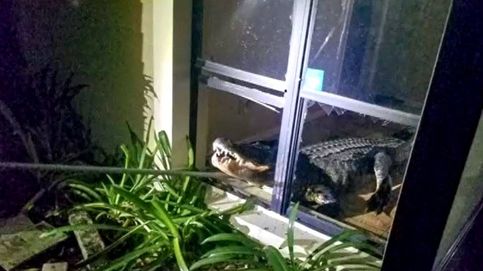 El susto de esta vecina de Florida: Hay un cocodrilo gigante en mi cocina