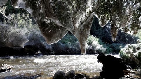 Este río de Israel sufre una extraña invasión: arañas gigantes