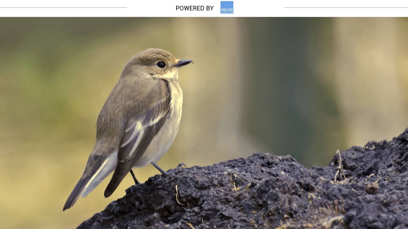 Reductor Mensajero Podrido El pequeño pájaro que busca huecos en los árboles para criar