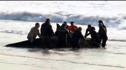 Emocionante rescate a un grupo de orcas en una playa de Argentina