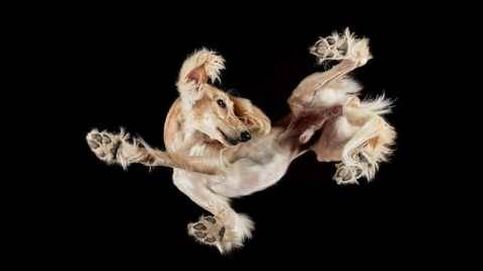 ¿Perros contorsionistas? No, están fotografiados desde abajo