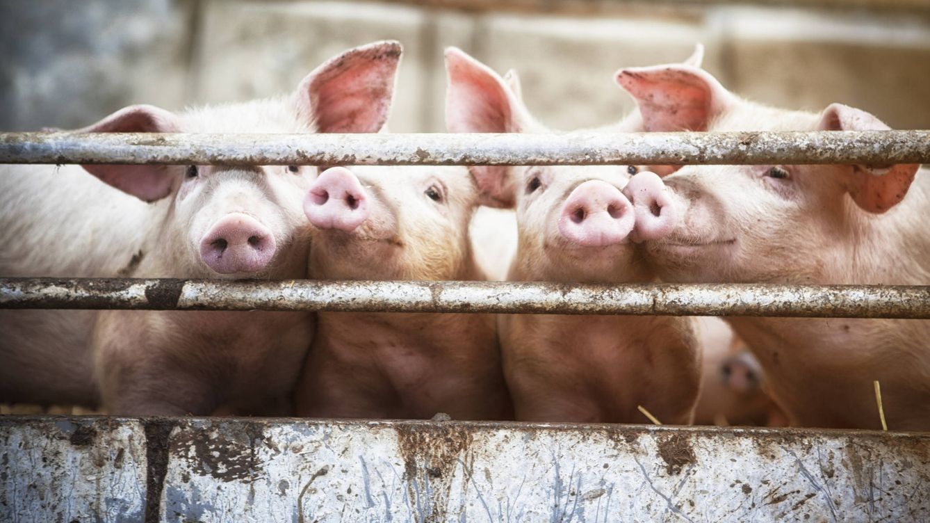 Foto: Cerdos en una granja. (Foto: iStock)