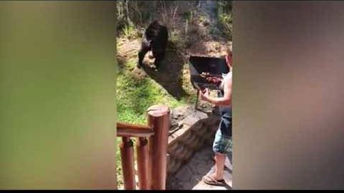 Un oso salvaje se cuela en una barbacoa para robar comida