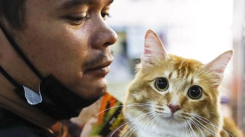 Exposición de gatos en Malasia y Día de los Mártires en Pekín: el día en fotos 