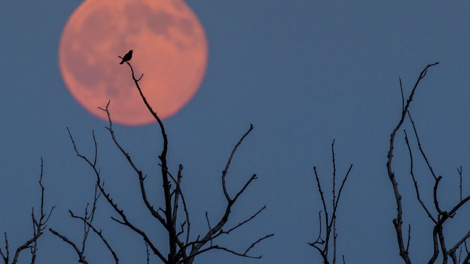 Segundo eclipse lunar del 2020 este viernes: ¿desde dónde se observará la 'Luna  de fresa'?