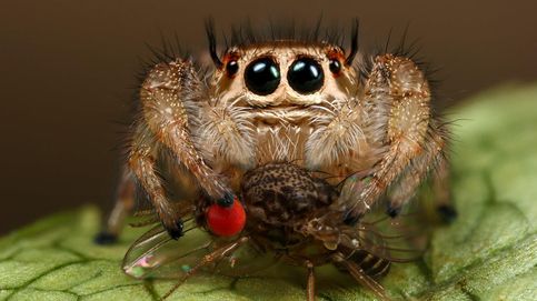 Veinte arañas 'cuquis' que harán que olvides tu aracnofobia