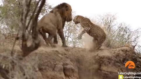 Duelo de felinos: la lucha de un león y un leopardo en la sabana sudafricana
