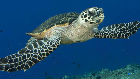 Devuelven al mar una tortuga después de dos años de recuperación