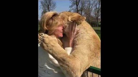 Dos leones se reencuentran con su madre adoptiva tras 7 años separados